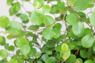 Maidenhair Vine Plant - Muehlenbeckia Complexa in 13cm Pot - Indoor & Outdoor - 3