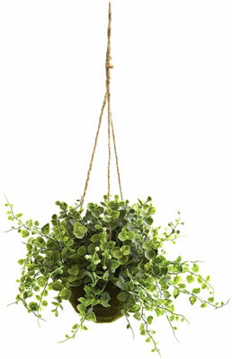 Maidenhair Vine Plant - Muehlenbeckia Complexa in 13cm Pot - Indoor & Outdoor - 4