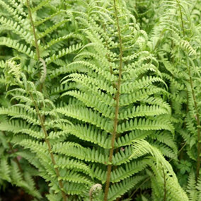 Male Fern Dryopteris Filix-Mas Hardy Outdoor Ferns Jungle Plant 2L Pot