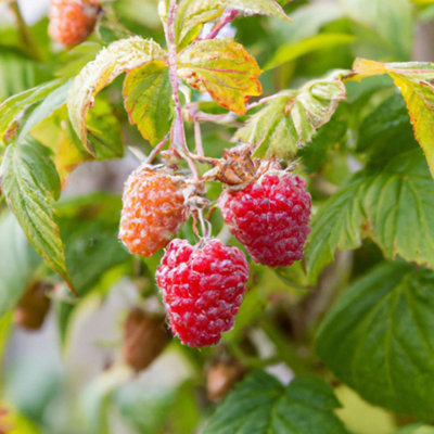 Malling Jewel Raspberry (Rubus) Tree - 3Ltr Potted