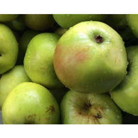 Malus Bramley Apple Mini Patio Fruit Tree 3-4ft Supplied in a 5 Litre Pot