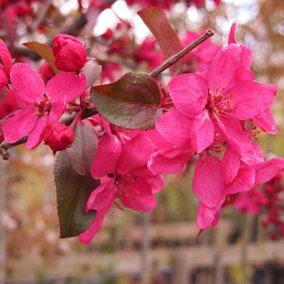 Malus Direktoer Moerland Tree - Crab Apple Tree, Deep Red Spring Blossoms, Low Maintenance (5-6ft)