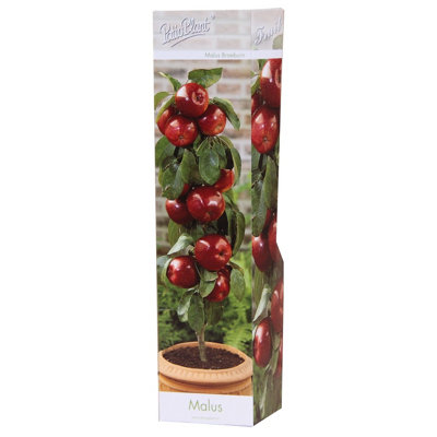 Malus Dom Braeburn, 9cm Pot Size, 35cm Tall, Apple, Indoor Houseplant