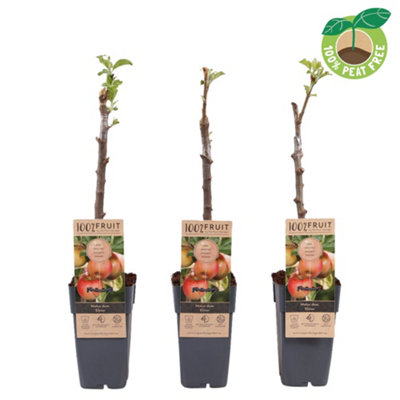 Malus Dom Elstar, 15cm Pot Size, 50cm Tall, Apple, Indoor Houseplant
