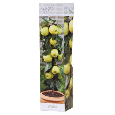 Malus Dom Golden Delicious, 9cm Pot Size, 35cm Tall, Apple, Indoor ...