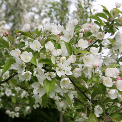 Malus Evereste Crab Apple Outdoor Fruit Tree Bare Root MM106 Rootstock 1.2m
