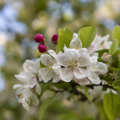 Malus Evereste Crab Apple Tree Award-Winning Ornamental & Fruiting Tree ...