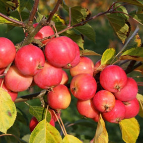 Malus Jelly King Crab Apple Fruiting Outdoor Fruit Tree 12L Pot 1.5m - 1.8m