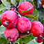 Malus Neville Copeman Tree - Crab Apple Tree, Pink-Purple Flowers, Tasty Fruit, Low Maintenance (5-6ft)