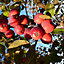 Malus Neville Copeman Tree - Crab Apple Tree, Pink-Purple Flowers, Tasty Fruit, Low Maintenance (5-6ft)