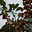 Malus Red Jade Tree - Crab Apple Tree, White Flowers, Tasty Fruit, Low Maintenance (5-6ft)