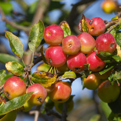 Malus Red Sentinel Tree - Crab Apple Tree, White Flowers, Tasty Fruit ...