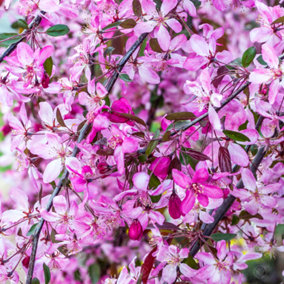 Malus Royal Beauty Tree - Ornamental Tree, Deep Pink and Purple Flowers, Low Maintenance (5-6ft)