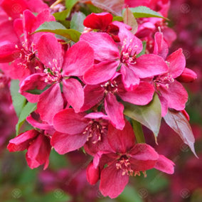 Malus Royalty Tree - Crab Apple Ornamental Tree, Deep Pink Flowers, Hardy, Low Maintenance (5-6ft)