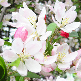 Malus Sun Rival Tree - Crab Apple Ornamental Tree, Pinkish-White Flowers, Hardy, Low Maintenance (5-6ft)