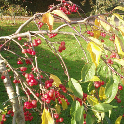 Malus Sun Rival Tree - Crab Apple Ornamental Tree, Pinkish-White ...