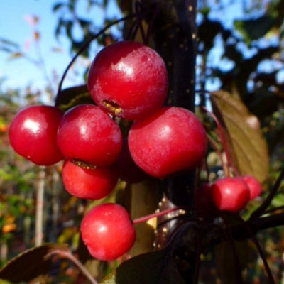 Malus Toringo Scarlett Crab Apple 12 Litre Pot Mm106 Root Stock 1m ...