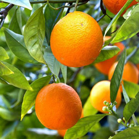 Mandarin Citrus Fruit Tree in a 5-6L Pot