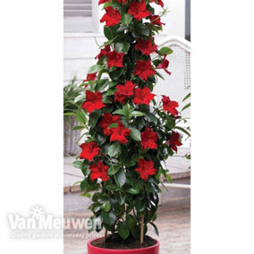 Mandevilla sanderi Red 10.5cm Potted Plant x 1
