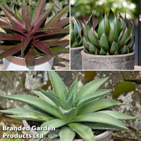 Mangave Collection 9cm Potted Plant x 3 (Peat Free) (Contains 1 each of Blazing Saddles, Frosted Elegance + Praying Hands)