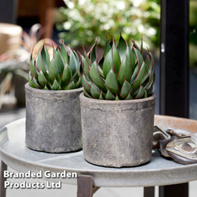 Mangave Praying Hands 9cm Potted Plant x 1 (Peat Free)