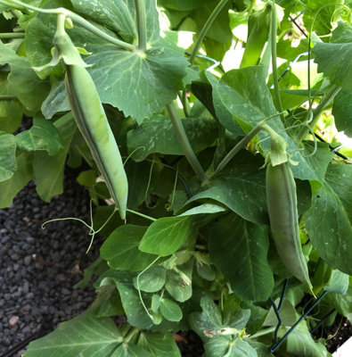 Mangetout (Pea) 'Oregon Sugar Pod' Plants - 8 Pack - Easy Planting