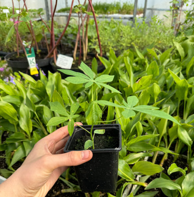 Manihot grahamii Hardy tapioca plant 9cm potted