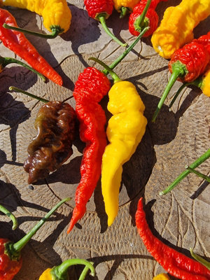 Mantis Claw Yellow Chilli Seeds - 10 Fresh Seeds