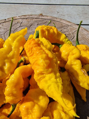 Mantis Claw Yellow Chilli Seeds - 10 Fresh Seeds