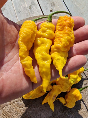 Mantis Claw Yellow Chilli Seeds - 10 Fresh Seeds