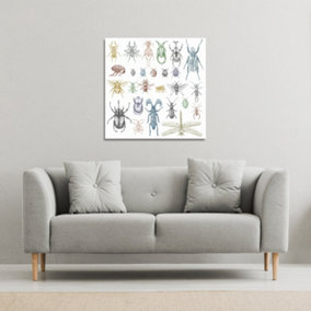 many species in vintage old hand drawn style (Canvas Print) / 101 x 101 x 4cm