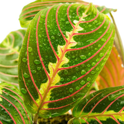 Maranta Fascinator Tricolour Houseplant - Indoor Plant with Colourful Foliage, Perfect for Indoors (20-30cm Height Including Pot)
