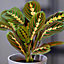 Maranta Fascinator Tricolour - Indoor House Plant for Home Office, Kitchen, Living Room - Potted Houseplant (20-30cm)