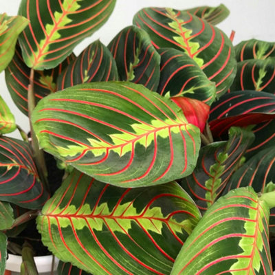 Maranta Fascinator Tricolour - Tropical Houseplant with Vibrant Foliage, Perfect for Indoors (20-30cm)
