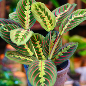 Maranta Fascinator Tricolour - Vibrant Indoor Plant, Evergreen & Air Purifying, Perfect for Indoors (20-30cm Height Including Pot)