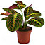 Maranta Fascinator Tricolour - Vibrant Indoor Plant, Evergreen & Air Purifying, Perfect for Indoors (20-30cm Height Including Pot)
