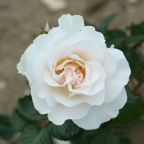 Margaret Merril Rose Bush White Flowering Roses Floribunda Rose 4L Pot