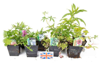 Marginal 8 Native Pond Plant Collection - UK Potted Selection ...