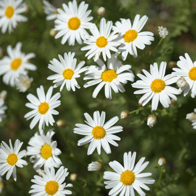 Marguerite Daisy in 11cm Pot - Summer Flowering Bedding Plant