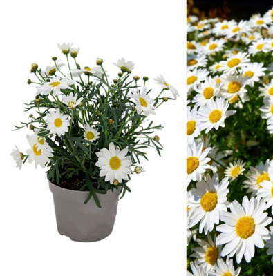 Marguerite Daisy in 11cm Pot - Summer Flowering Bedding Plant