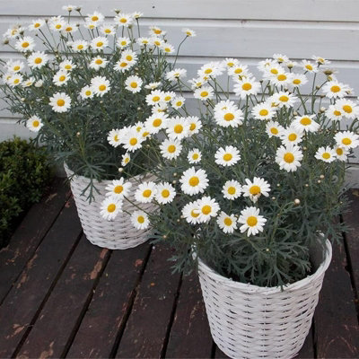 Marguerite Daisy in 11cm Pot - Summer Flowering Bedding Plant - 3