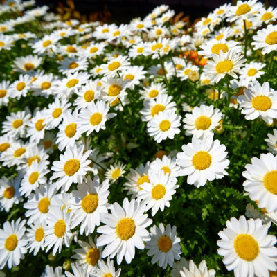 Marguerite Daisy in 11cm Pot - Summer Flowering Bedding Plant - 4