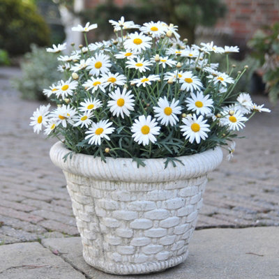 Marguerite Daisy in 11cm Pot - Summer Flowering Bedding Plant - 5