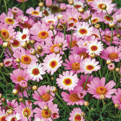 Marguerite La Rita Pink Daisy in 10.5cm Pot - Summer Flowering Bedding Plant