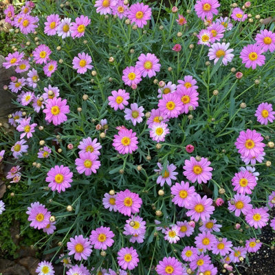 Marguerite La Rita Pink Daisy in 10.5cm Pot - Summer Flowering Bedding Plant - 3