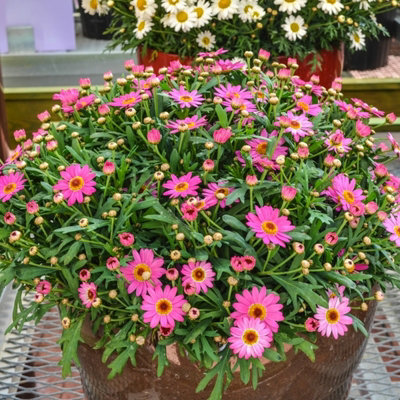 Marguerite La Rita Pink Daisy in 10.5cm Pot - Summer Flowering Bedding Plant - 4