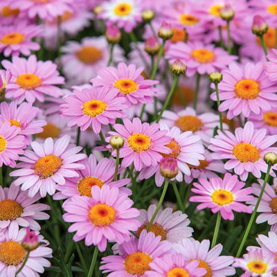 Marguerite La Rita Pink Daisy in 10.5cm Pot - Summer Flowering Bedding Plant - 5