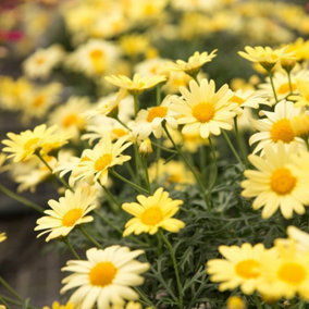 Marguerite La Rita Yellow Daisy in 10.5cm Pot - Summer Flowering Bedding Plant