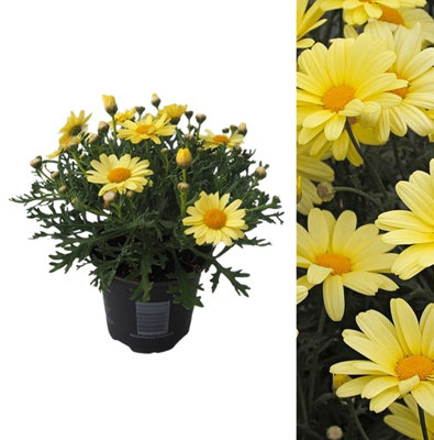 Marguerite La Rita Yellow Daisy in 10.5cm Pot - Summer Flowering Bedding Plant