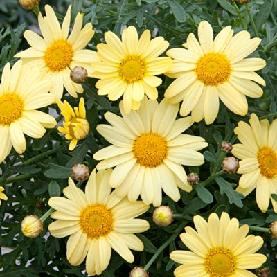 Marguerite La Rita Yellow Daisy in 10.5cm Pot - Summer Flowering Bedding Plant - 3